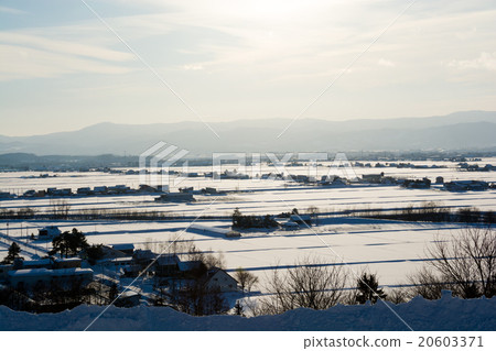 Winter rice crop area 20603371