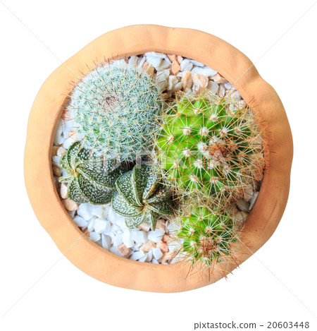Cactus ( Cereus hexagonus Mill ) on flowerpot Cactus ( Cereus hexagonus Mill ) on flowerpot 20603448