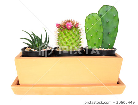 Cactus ( Pereskia , Echinocactus , Opuntia ) Cactus ( Pereskia , Echinocactus , Opuntia ) 20603449