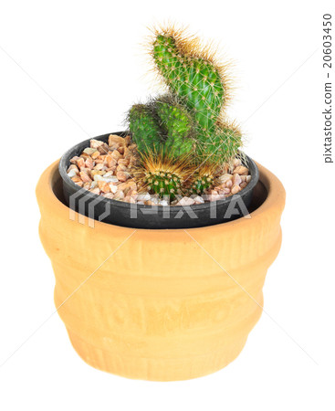 Cactus ( Cereus hexagonus Mill ) Cactus ( Cereus hexagonus Mill ) 20603450