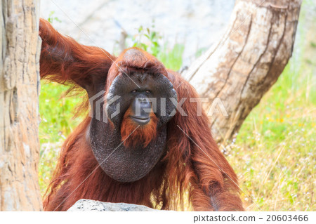 Bornean orangutan(Pongo pygmaeus) in Thailand Bornean orangutan(Pongo pygmaeus) in Thailand 20603466