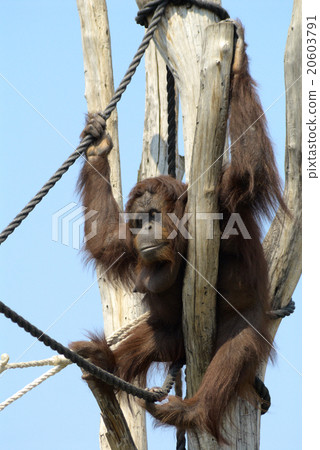 Orangutan Orangutan 20603791