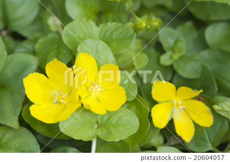 Lysimachia nummularia Lysimachia nummularia 20604057