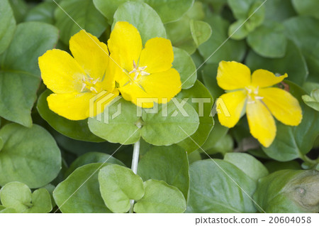 Lysimachia nummularia Lysimachia nummularia 20604058