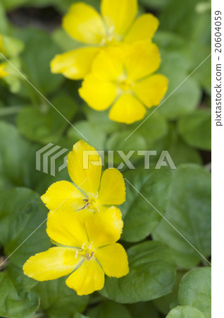 Lysimachia nummularia Lysimachia nummularia 20604059