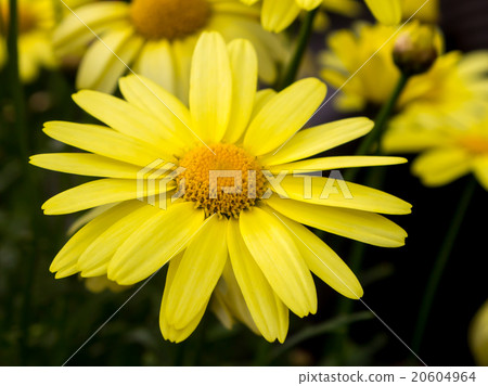 Arnica montana Arnica montana 20604964