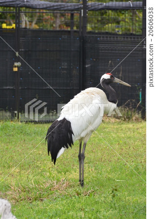起重機（Kasai Rinkai水族館/鳥園/東京都江戶川區Shinkaicho 6-2-3） 20606038