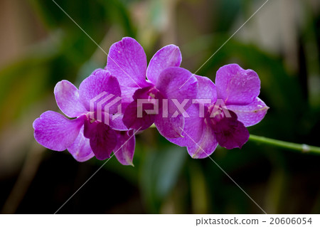 Beauty purple streaked orchid flower blooming. Beauty purple streaked orchid flower blooming. 20606054