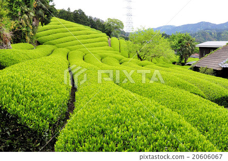 宇治茶鎮涼茶田 20606067
