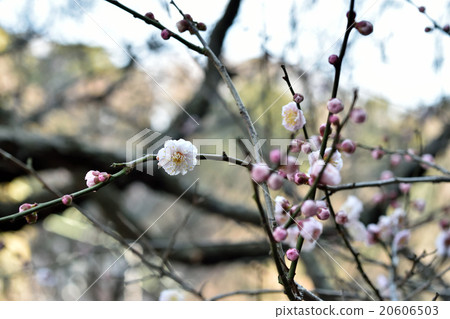 Plum blossoms (at Tanoura Umenosani) Plum blossoms (at Tanoura Umenosani) 20606503