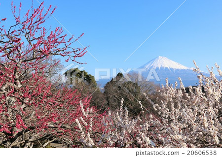 春天的富士和盛開的梅花 春天的富士和盛開的梅花 20606538