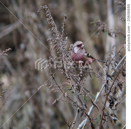 Benimasico 3 Benimasico 3 20606699