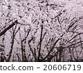 櫻桃樹 20606719