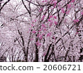 櫻桃樹 20606721