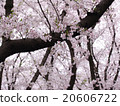 櫻桃樹 20606722