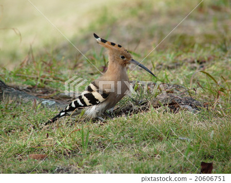 年輕女孩5 20606751