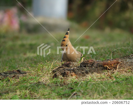 年輕女孩6 年輕女孩6 20606752