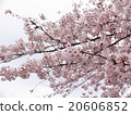 櫻桃樹 20606852