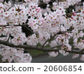 櫻桃樹 20606854