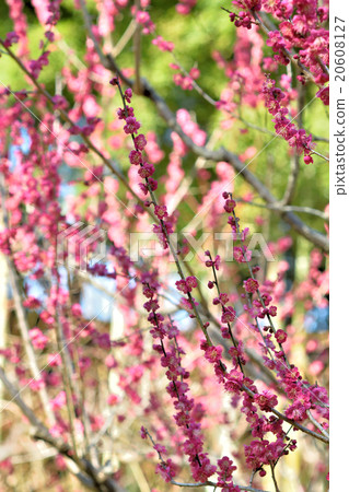 梅花 梅花 20608127