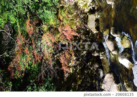 Autumnal leaves of the Keiko River and Mt. Okurayama 20608135