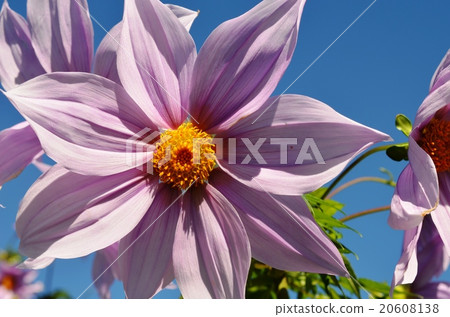 Autumnal leaves of the Keiko River and Mt. Okurayama 20608138