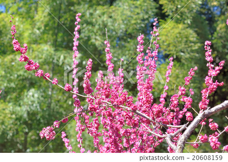 Plum blossom  20608159