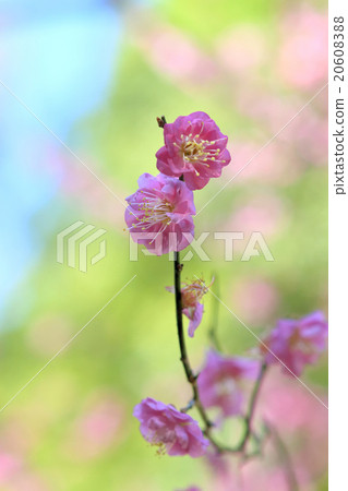 梅花 20608388
