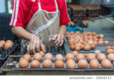 Chicken Farm Machine, production line process Chicken Farm Machine, production line process 20608515