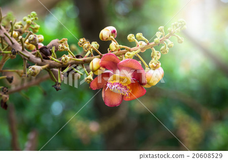 Cannonball flower of Cannonball Tree or Sal Tree Cannonball flower of Cannonball Tree or Sal Tree 20608529