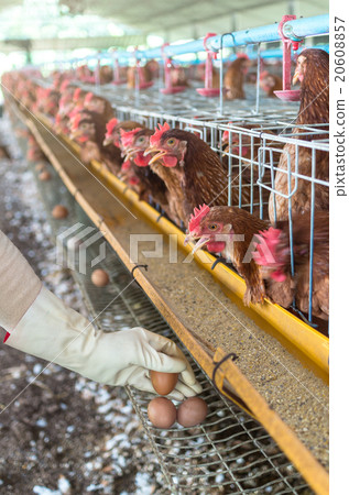 Hand pick the egg in chicken farm Hand pick the egg in chicken farm 20608857