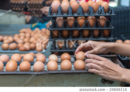 Chicken Farm Machine, production line process Chicken Farm Machine, production line process 20609118