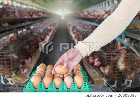 egg chicken farm, Focus at hand pick the egg egg chicken farm, Focus at hand pick the egg 20609388