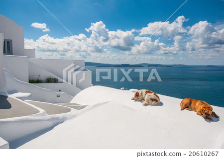 Dogs in Santorini Dogs in Santorini 20610267