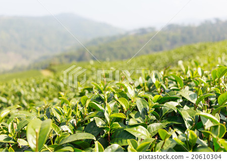 Tea plantation Tea plantation 20610304