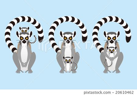 Parent and child of the western lemur 20610462