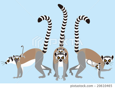 Parent and child of the western lemur 20610465