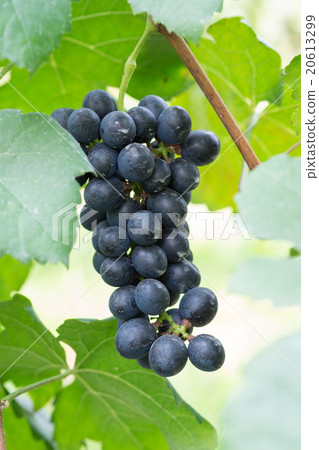 purple red grapes with green leaves on the vine purple red grapes with green leaves on the vine 20613299