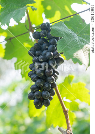 purple red grapes with green leaves on the vine purple red grapes with green leaves on the vine 20613995