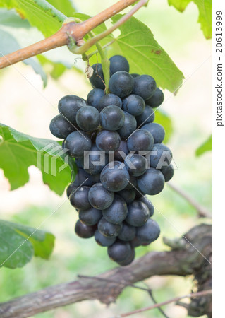 purple red grapes with green leaves on the vine purple red grapes with green leaves on the vine 20613999