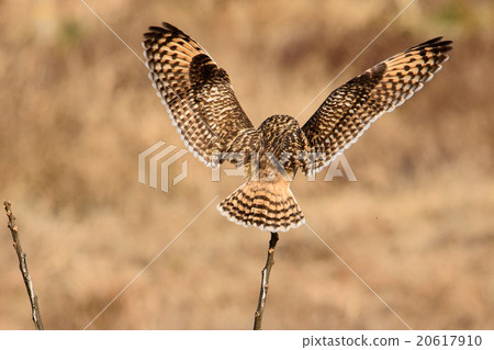 Common skip 26 20617910