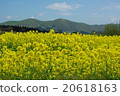 Hokkaido Hakodate Rape flower field 20618163