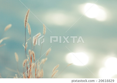 站立在冬天的河邊的Enochola草和陽光 20618829