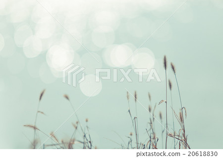 站立在冬天的河邊的Enochola草和陽光 20618830