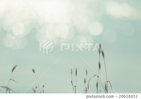 站立在冬天的河邊的Enochola草和陽光 20618831