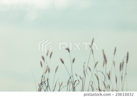 Enochola grass and sunshine standing on the river side of winter 20618832
