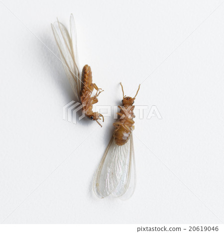 termite white ant dead 20619046