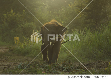 Calf elephant 20619358