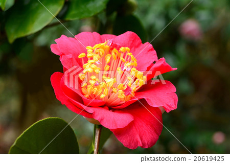 Camellia flower Camellia flower 20619425