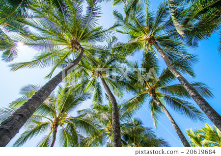 [夏威夷]瓦胡島，棕櫚樹和藍天 20619684